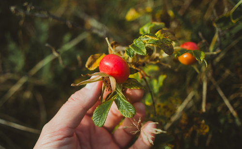 10 ways to use SCO’s Supercharged Rosehip Oil